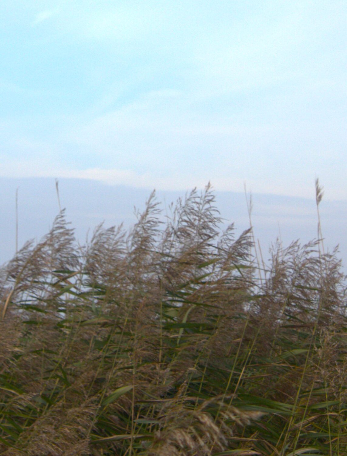 Bringing visibility to baby loss