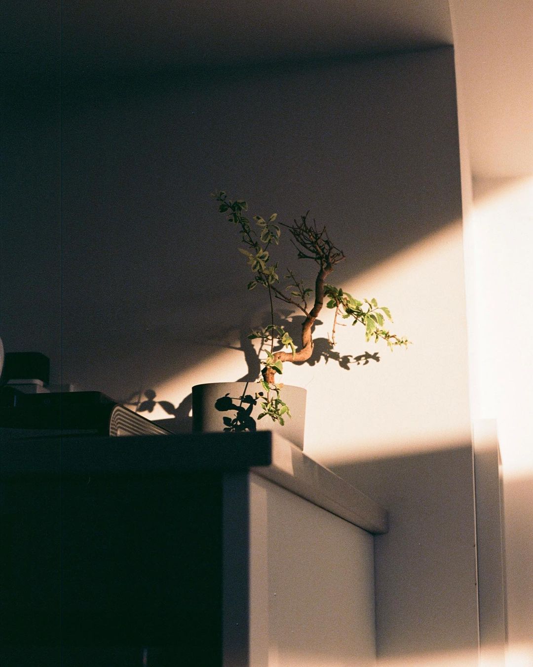 Plant, Potted Plant, Tree