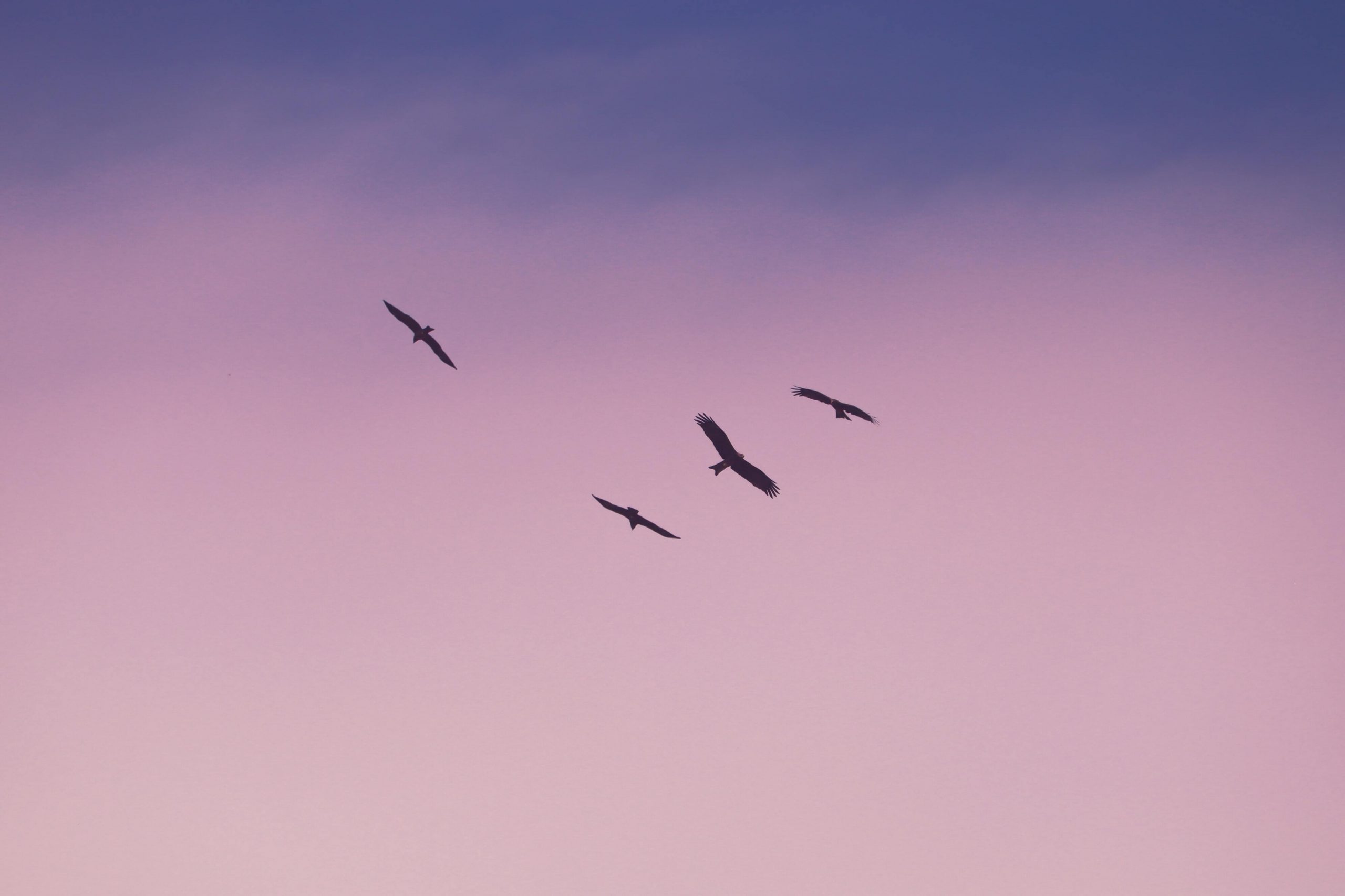 Animal, Bird, Flying
