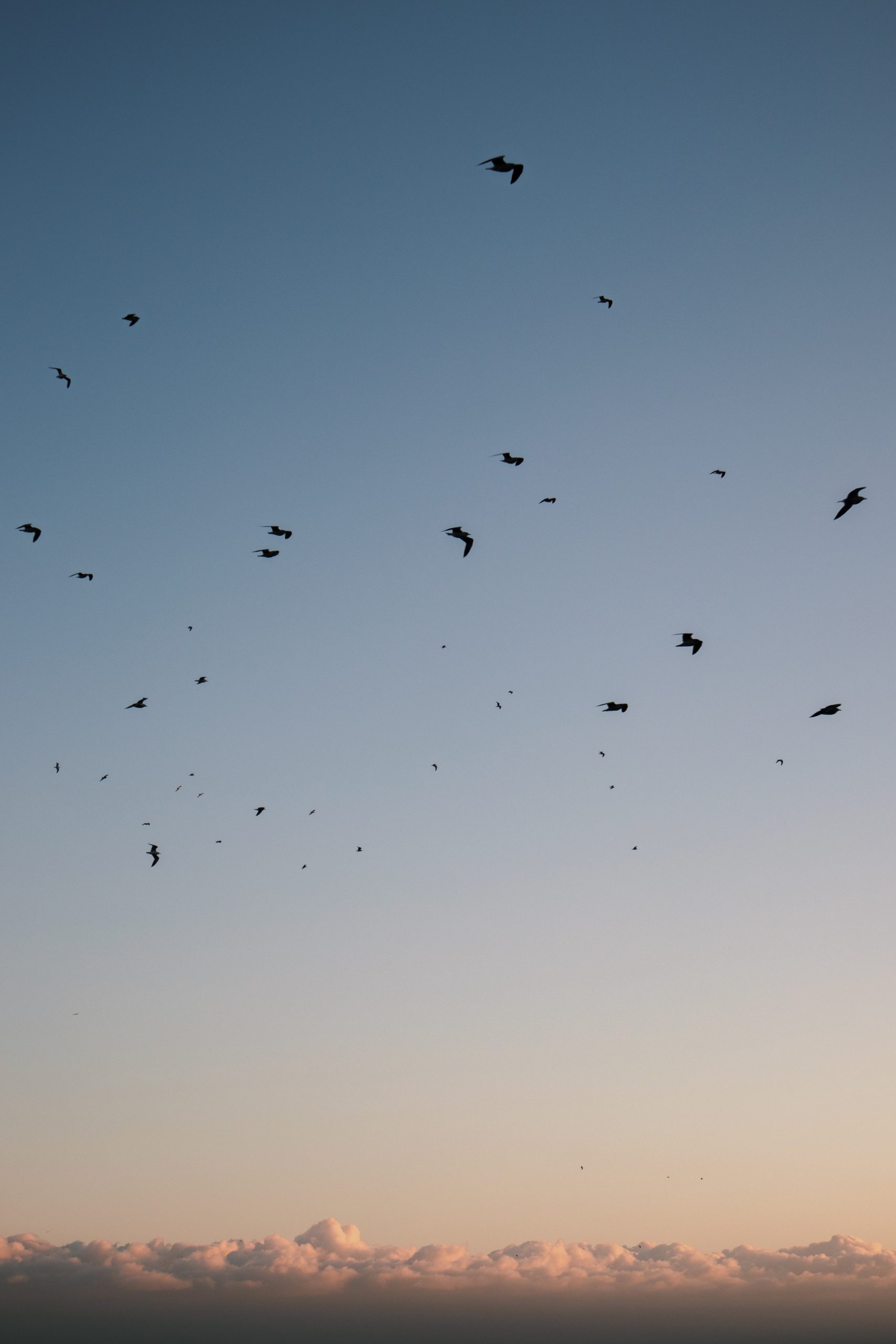 Animal, Bird, Flying